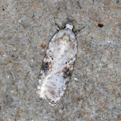 Agonopterix alstroemeriana (Clerck, 1759) - Hémilide d'Alstroemer