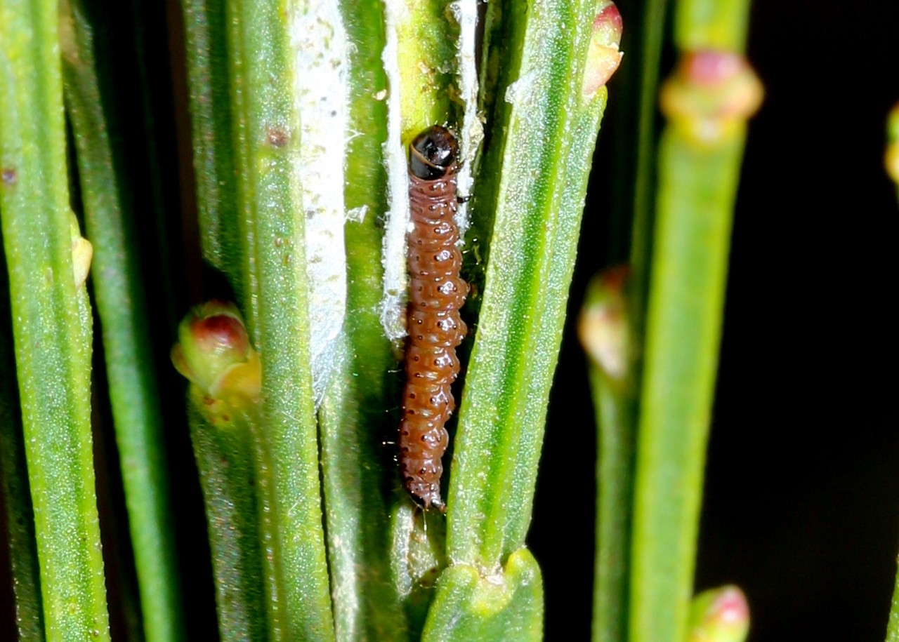 Agonopterix assimilella (Treitschke, 1832) (chenille)