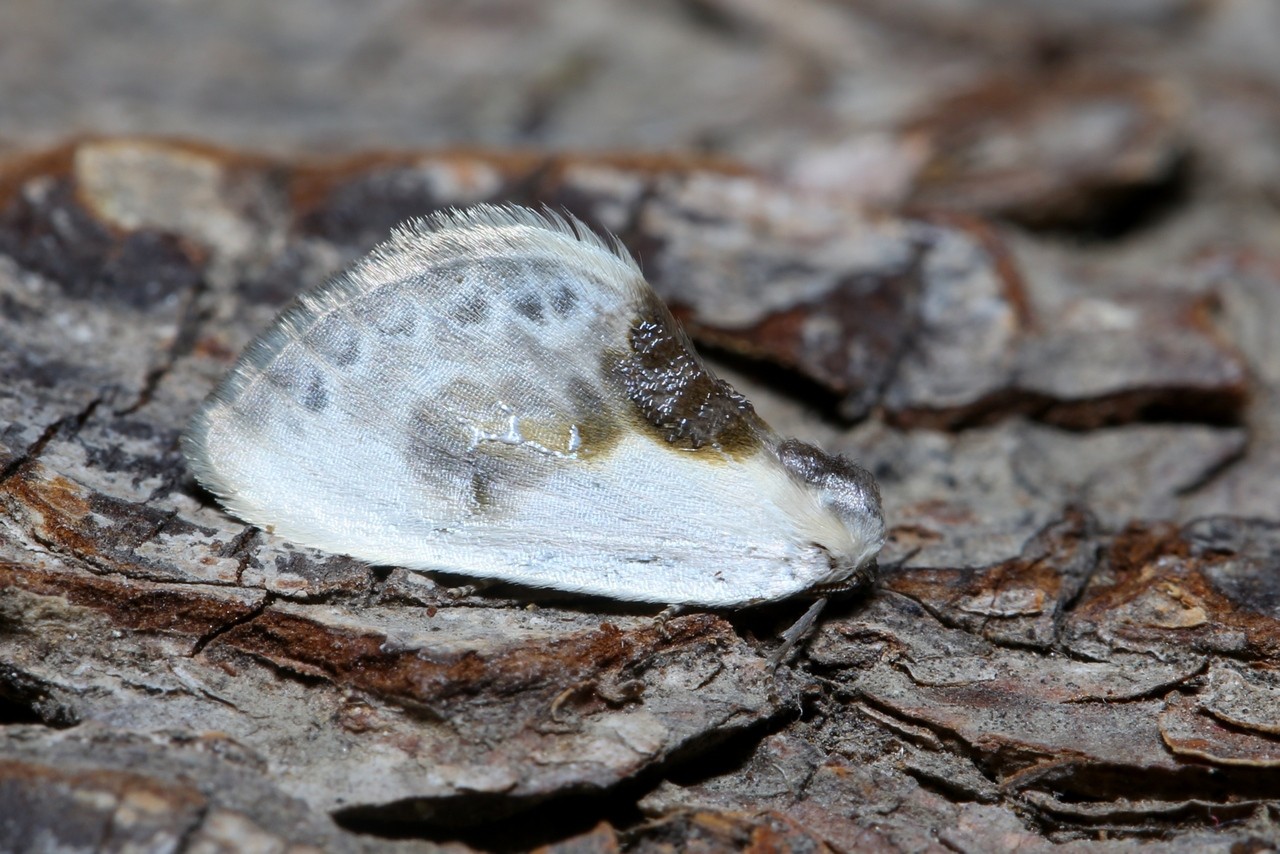 Cilix glaucata (Scopoli, 1763) - Petite Epine