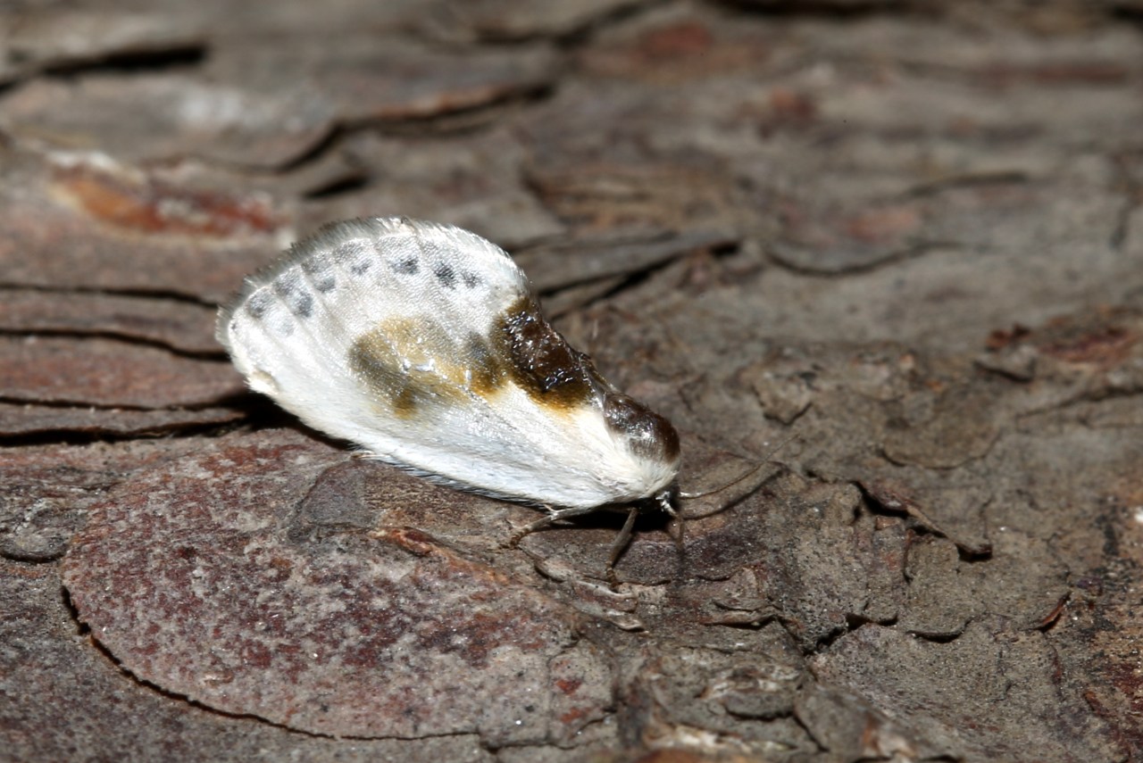 Cilix glaucata (Scopoli, 1763) - Petite Epine