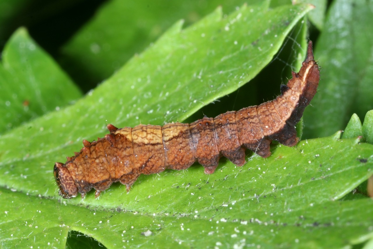 Cilix glaucata (Scopoli, 1763) - Petite Epine (chenille)