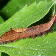 Cilix glaucata (Scopoli, 1763) - Petite Epine (chenille)