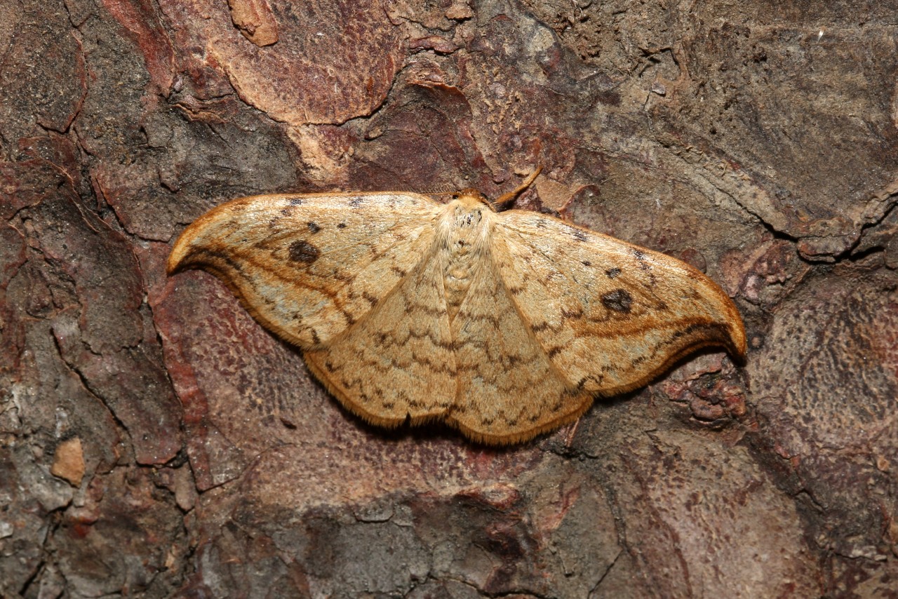 Drepana falcataria (Linnaeus, 1758) - Faucille