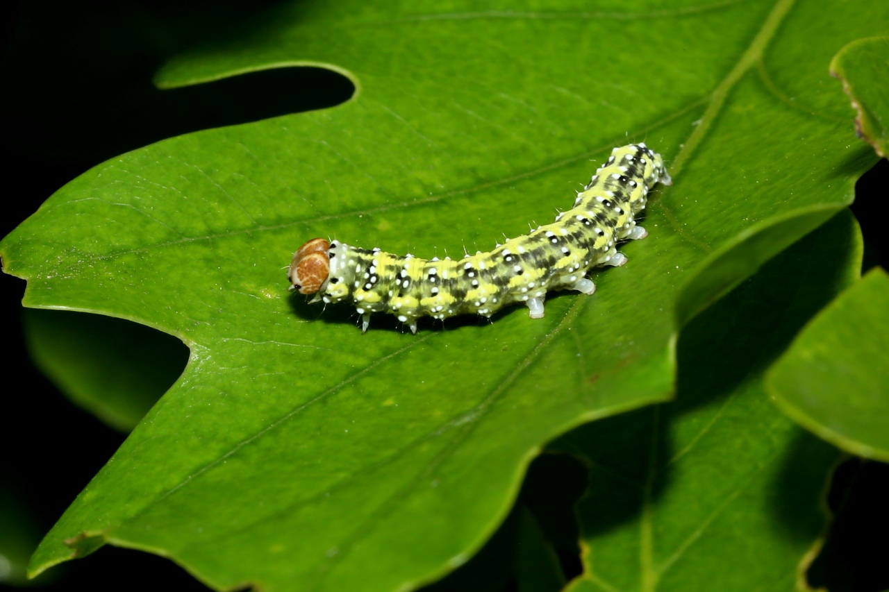 Polyploca ridens (Fabricius, 1787) - Rieuse, Tête rouge (chenille)