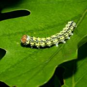 Polyploca ridens (Fabricius, 1787) - Rieuse, Tête rouge (chenille)