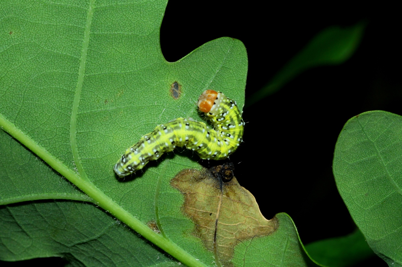 Polyploca ridens (Fabricius, 1787) - Rieuse (chenille)