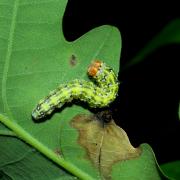 Polyploca ridens (Fabricius, 1787) - Rieuse (chenille)