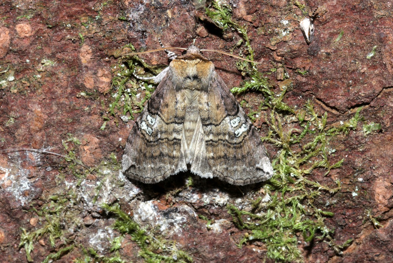 Tethea ocularis (Linnaeus, 1767) - Octogésime