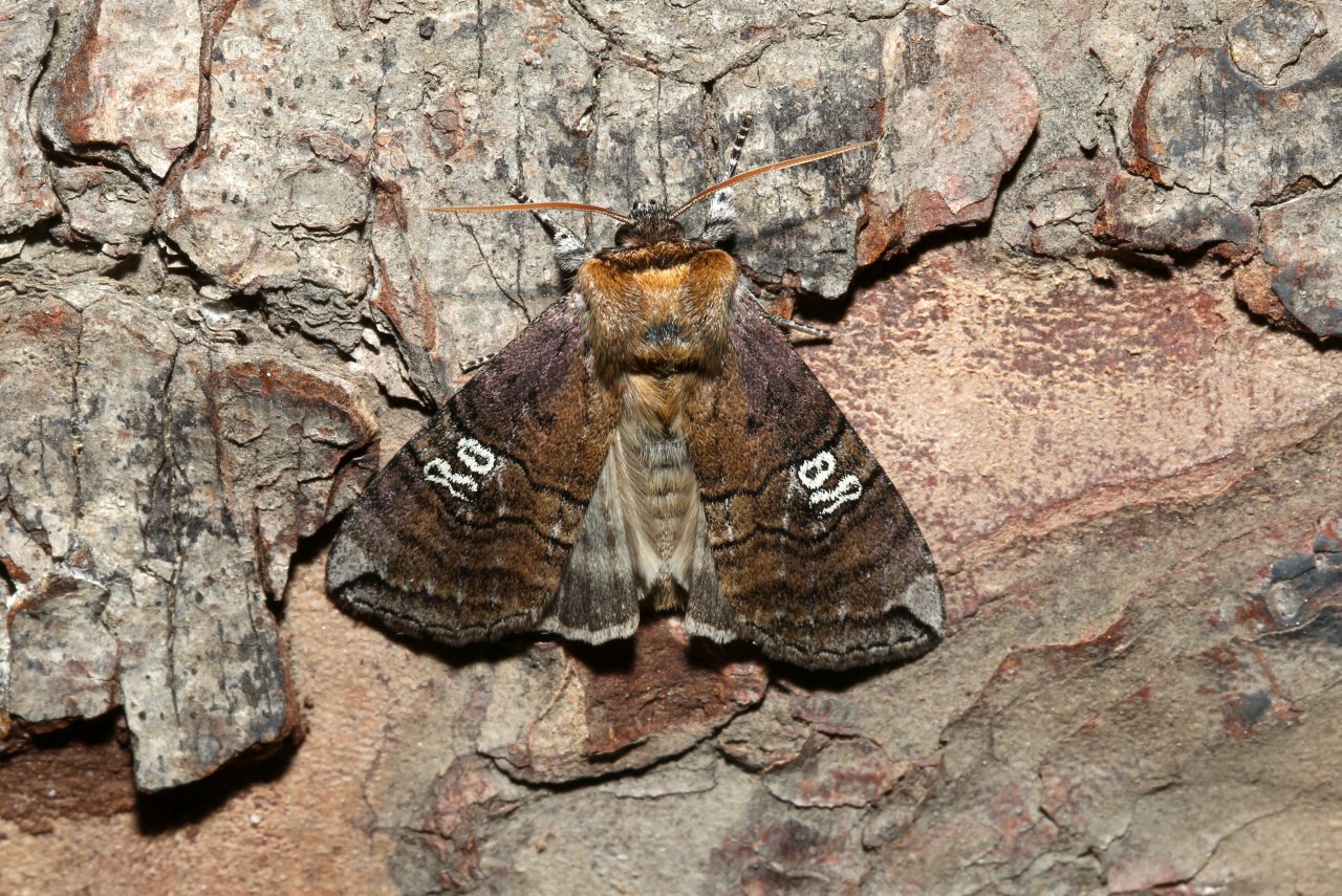 Tethea ocularis (Linnaeus, 1767) - Octogésime