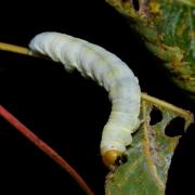 Tethea sp (chenille)