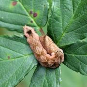 Thyatira batis (Linnaeus, 1758) - Batis (chenille)