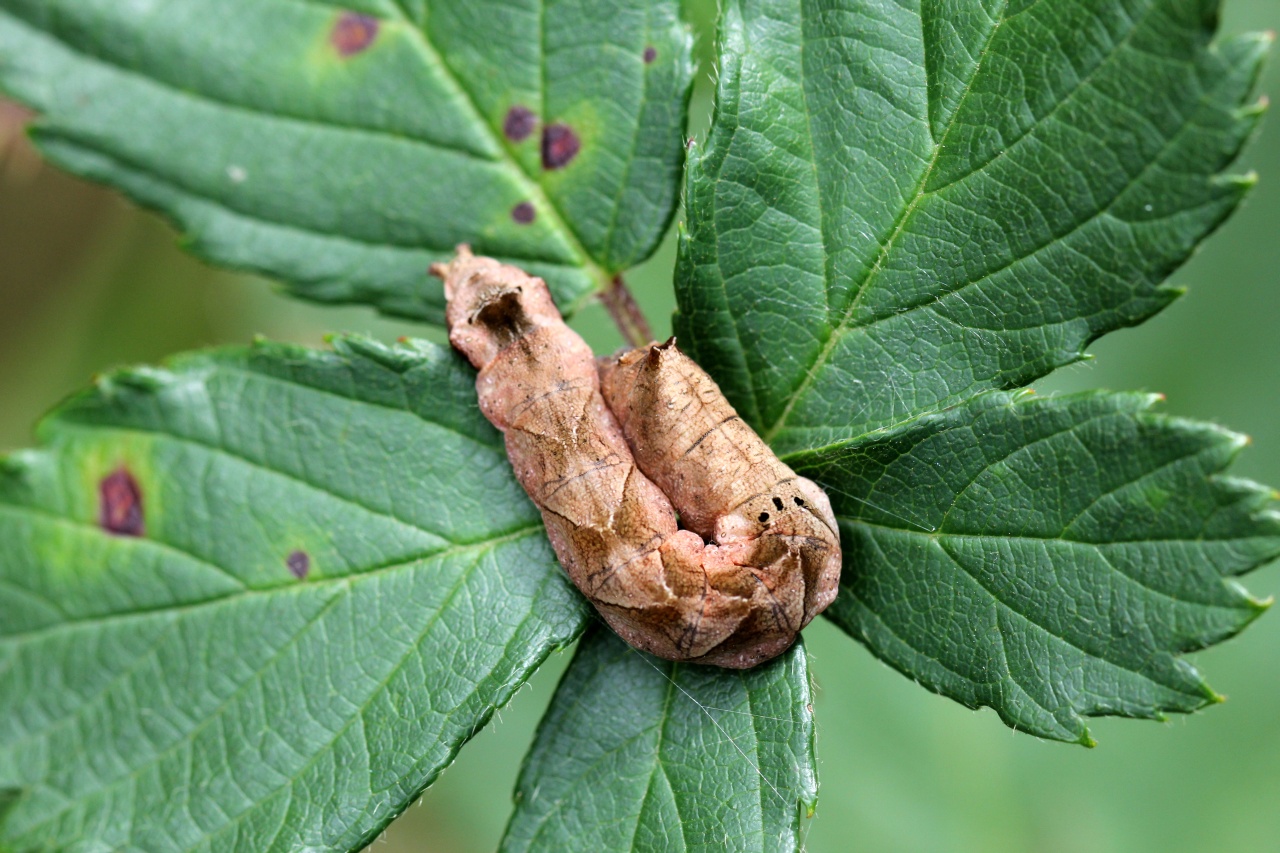 Thyatira batis (Linnaeus, 1758) - Batis (chenille)