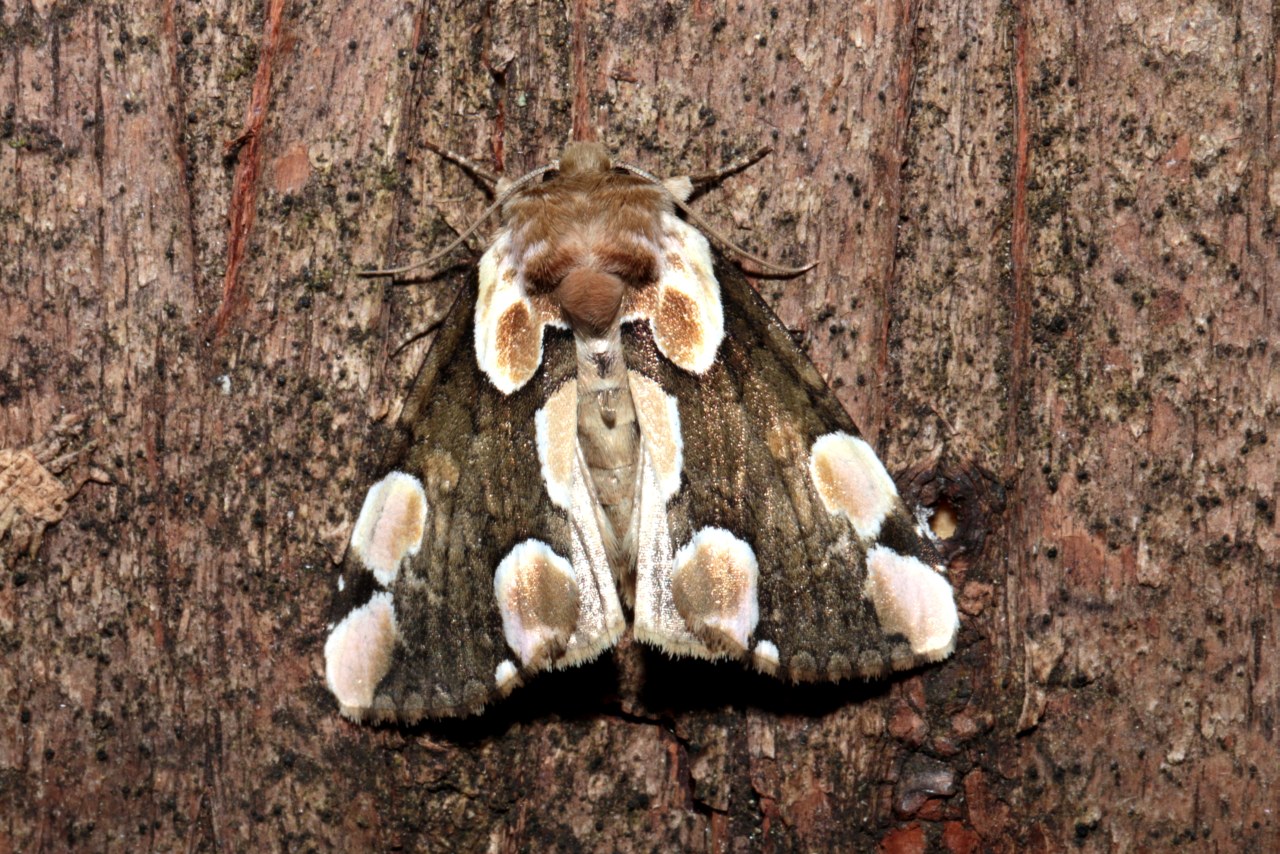 Thyatira batis (Linnaeus, 1758) - Batis