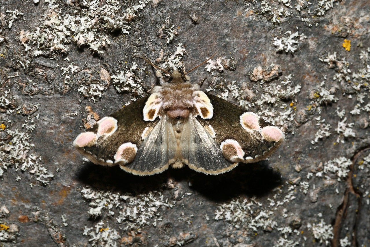 Thyatira batis (Linnaeus, 1758) - Batis