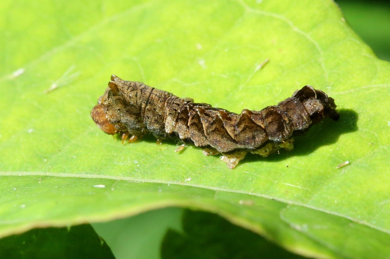 Thyatira batis (Linnaeus, 1758) - Batis (chenille)