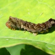 Thyatira batis (Linnaeus, 1758) - Batis (chenille)