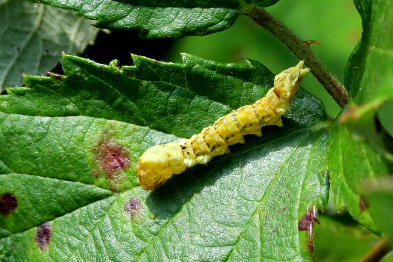 Thyatira batis (Linnaeus, 1758) - Batis (chenille)