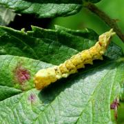 Thyatira batis (Linnaeus, 1758) - Batis (chenille)