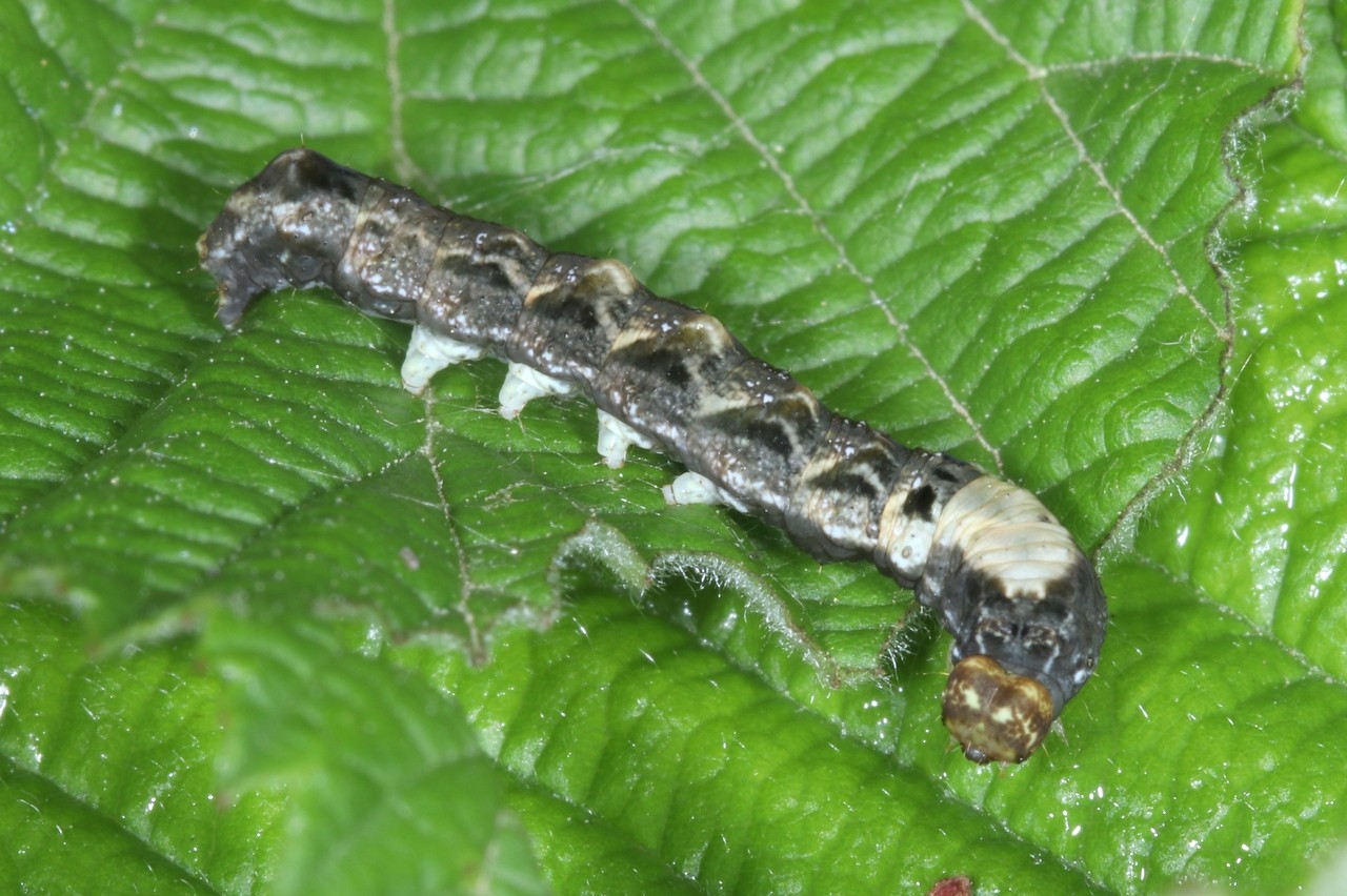 Thyatira batis (Linnaeus, 1758) - Batis (chenille au 3e stade)