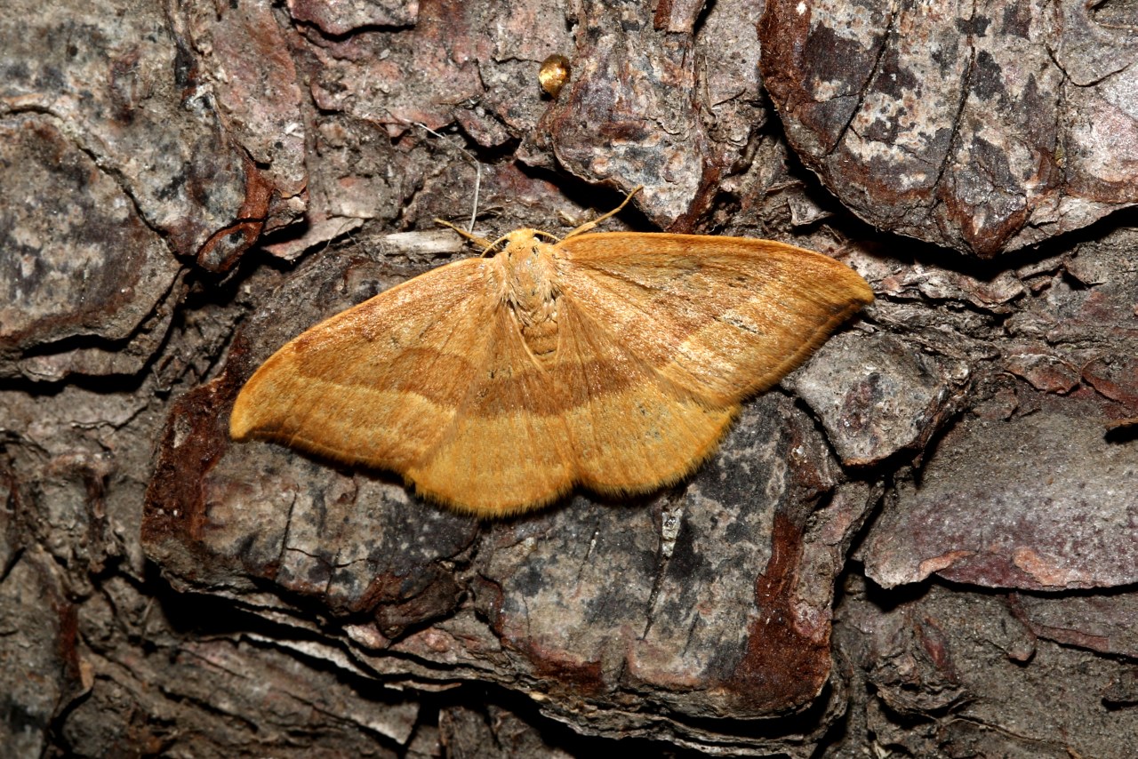 Watsonalla cultraria (Fabricius, 1775) - Serpette