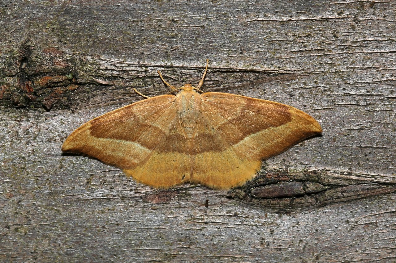 Watsonalla cultraria (Fabricius, 1775) - Serpette