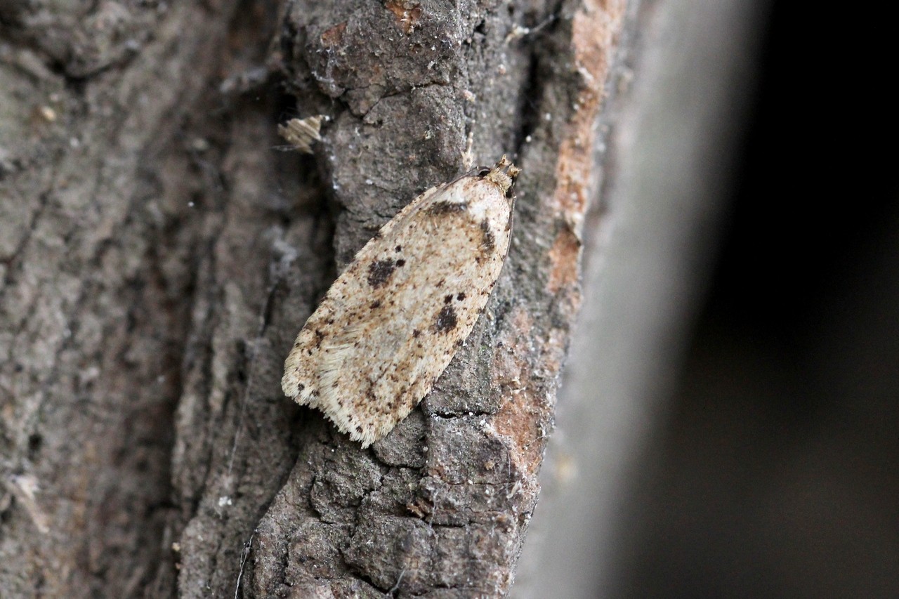 Agonopterix arenella (Denis & Schiffermüller, 1775) - Hémilide graveleuse