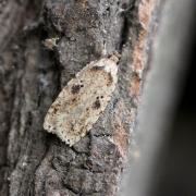 Agonopterix arenella (Denis & Schiffermüller, 1775) - Hémilide graveleuse