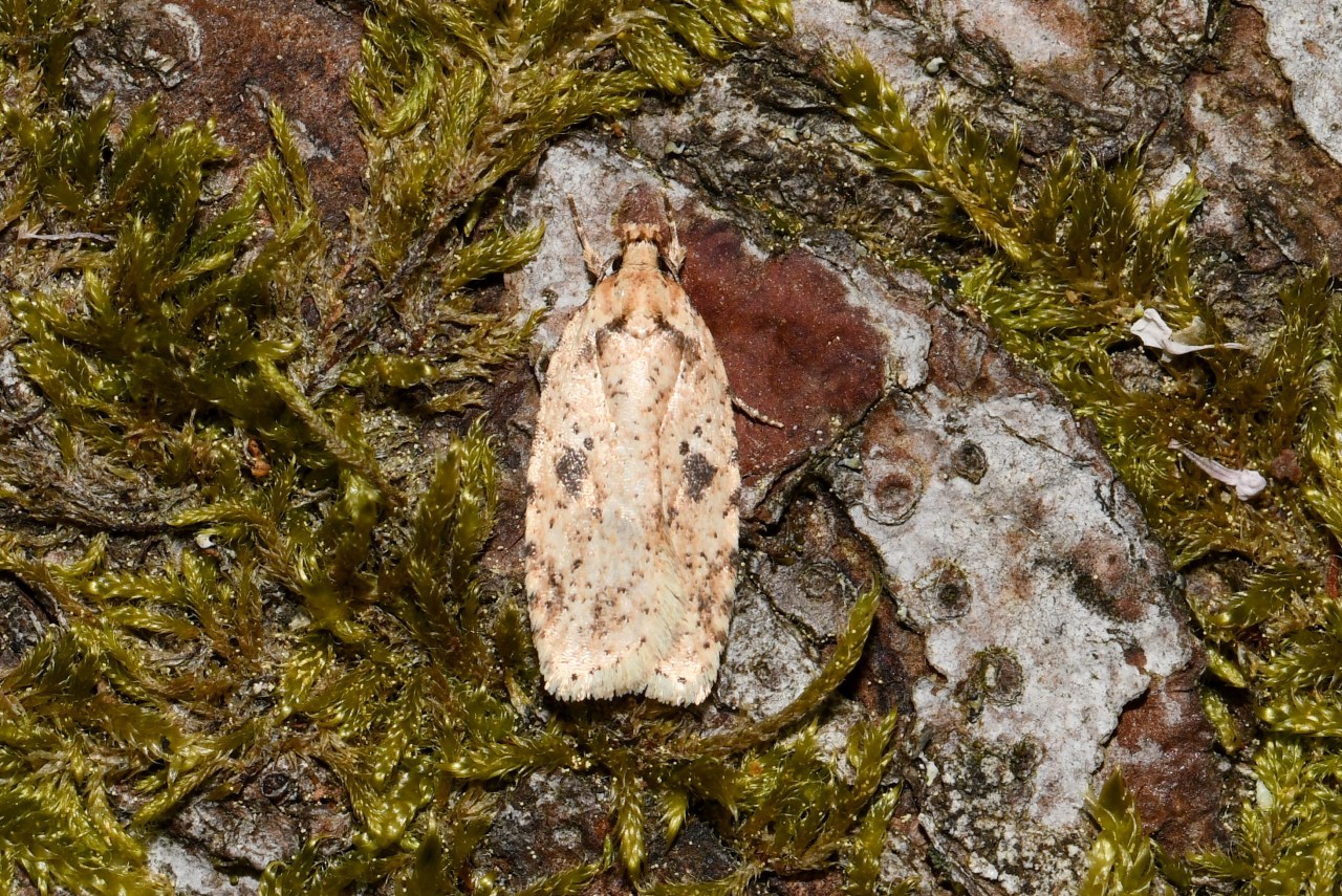 Agonopterix arenella (Denis & Schiffermüller, 1775) - Hémilide graveleuse