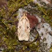 Agonopterix arenella (Denis & Schiffermüller, 1775) - Hémilide graveleuse