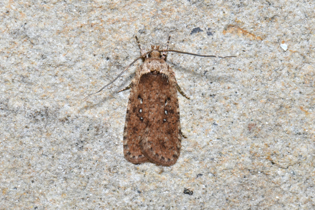 Agonopterix heracliana (Linnaeus, 1758)