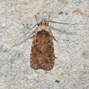 Agonopterix heracliana (Linnaeus, 1758)
