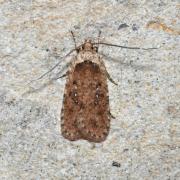 Agonopterix heracliana (Linnaeus, 1758)