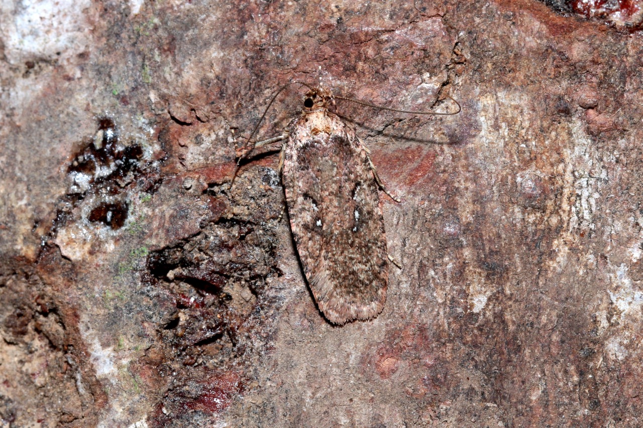 Agonopterix cf heracliana/ciliella