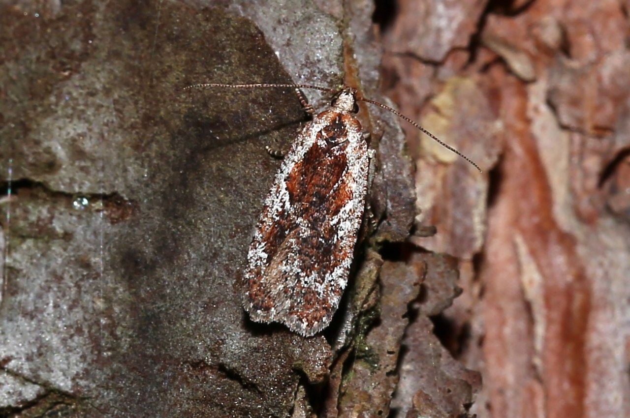 Agonopterix hypericella (Hübner, 1817)