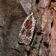 Agonopterix hypericella (Hübner, 1817)