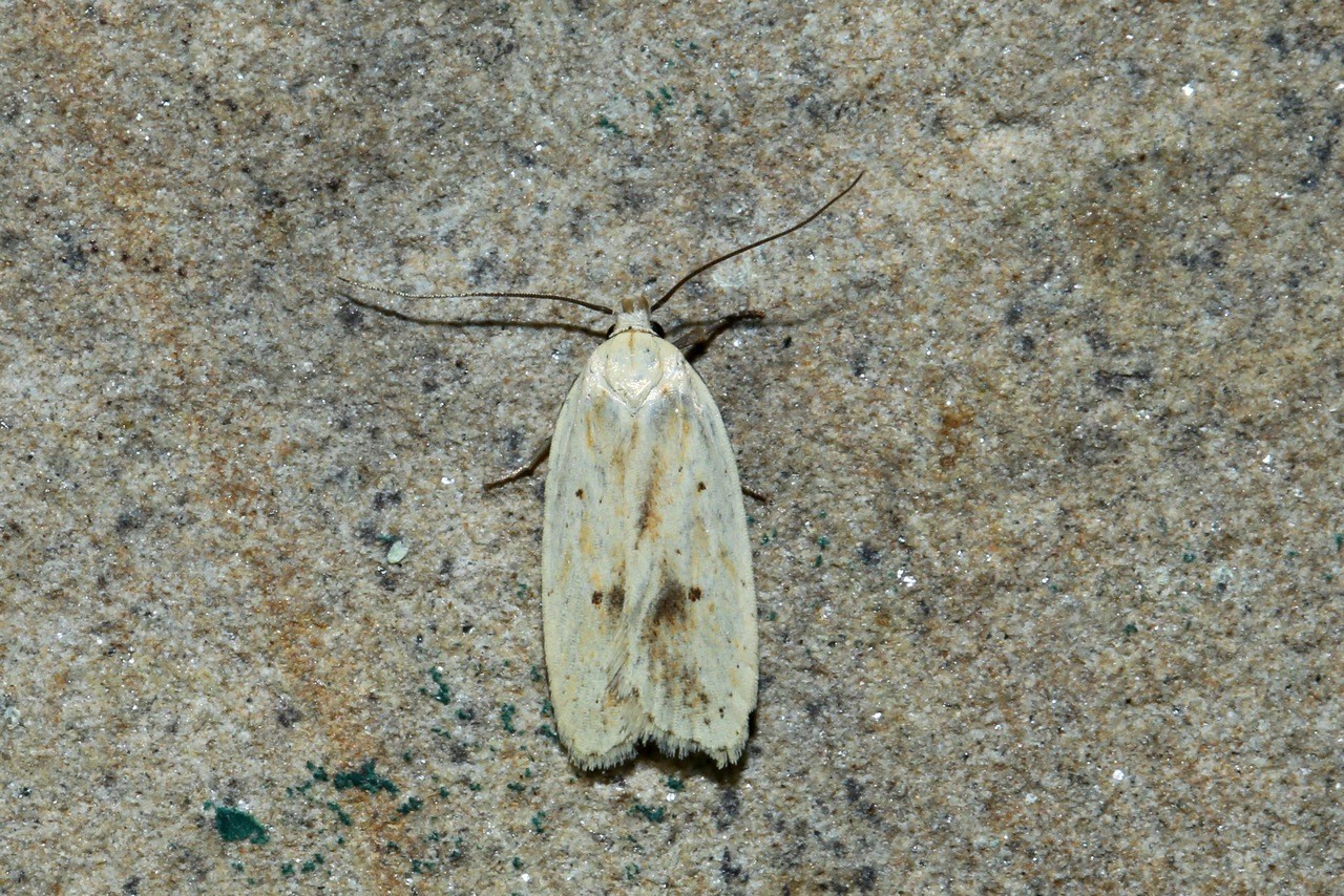 Agonopterix kaekeritziana (Linnaeus, 1767) 