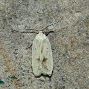 Agonopterix kaekeritziana (Linnaeus, 1767) 