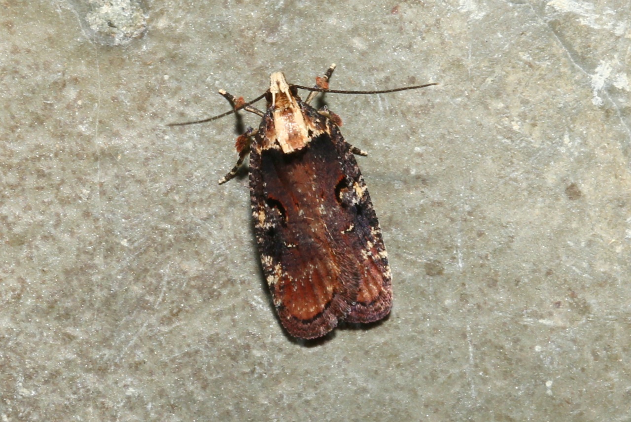 Agonopterix liturosa (Haworth, 1811)