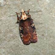 Agonopterix liturosa (Haworth, 1811)