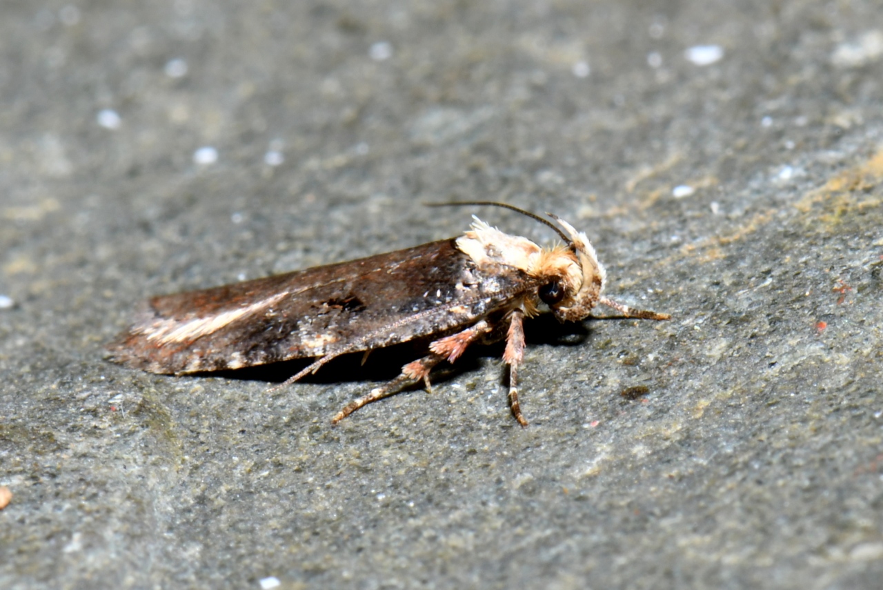 Agonopterix liturosa (Haworth, 1811)