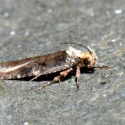 Agonopterix liturosa (Haworth, 1811)