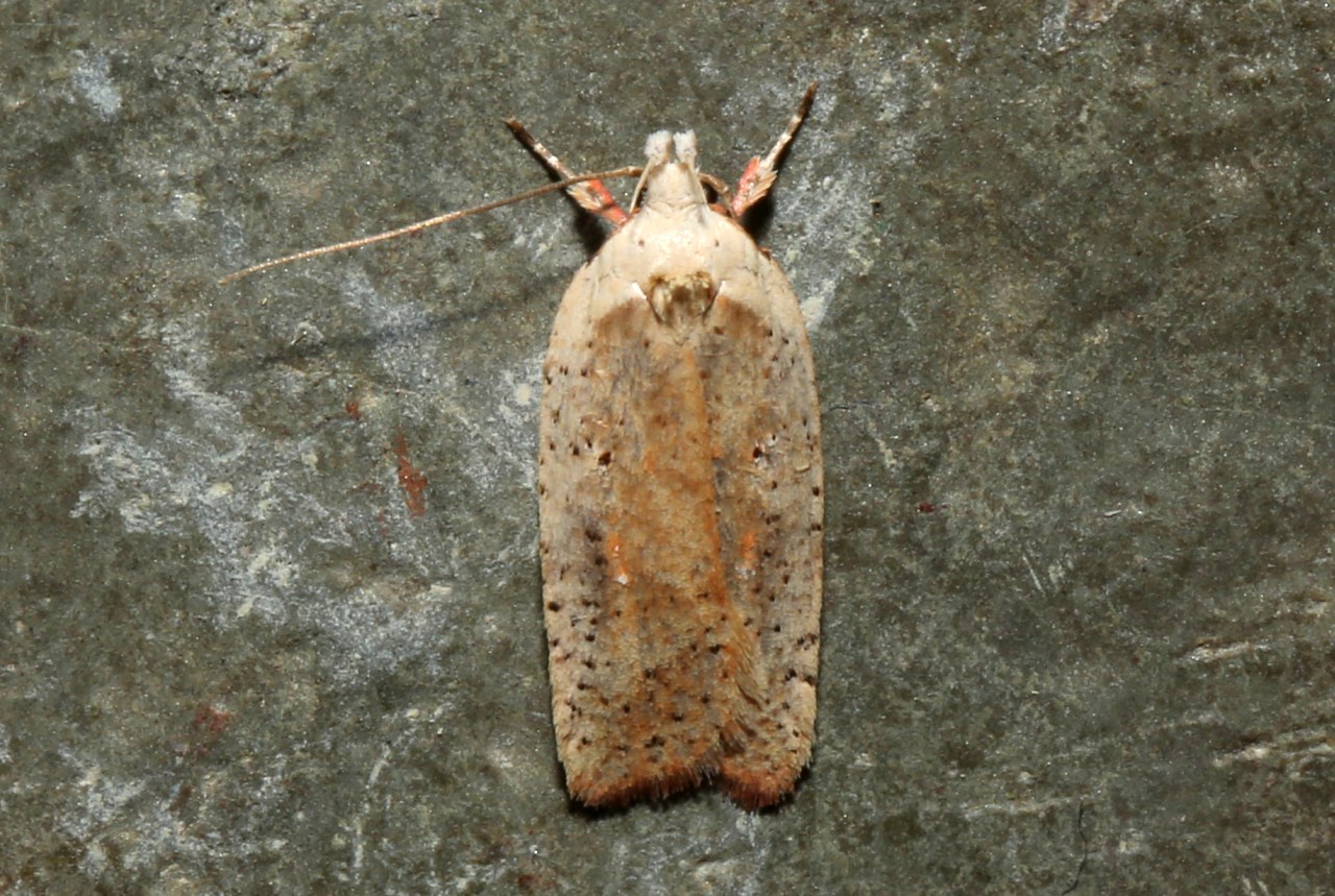 Agonopterix nervosa (Haworth, 1811)