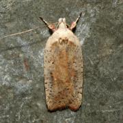 Agonopterix nervosa (Haworth, 1811)