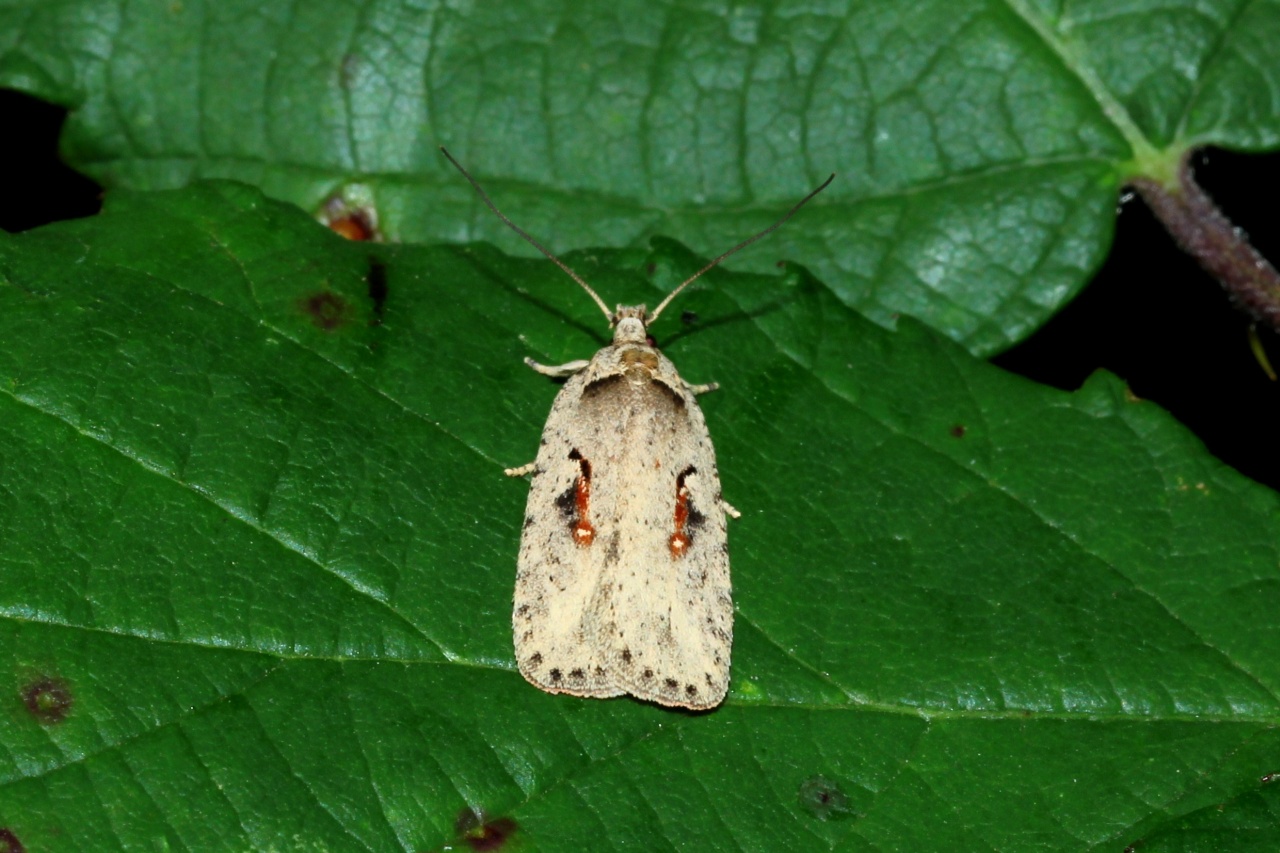 Agonopterix ocellana (Fabricius, 1775)