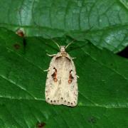 Agonopterix ocellana (Fabricius, 1775)