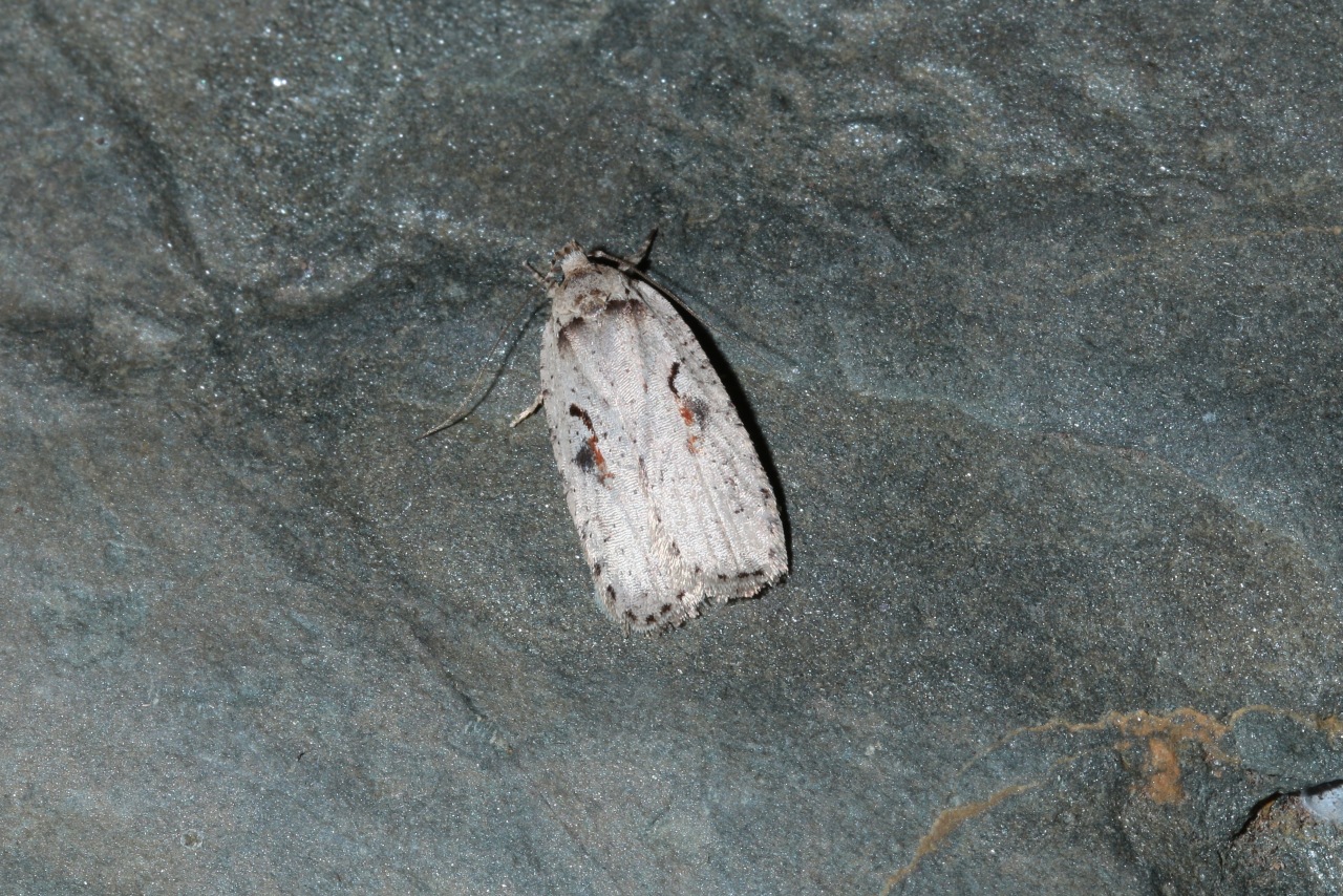 Agonopterix ocellana (Fabricius, 1775)