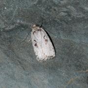 Agonopterix ocellana (Fabricius, 1775)