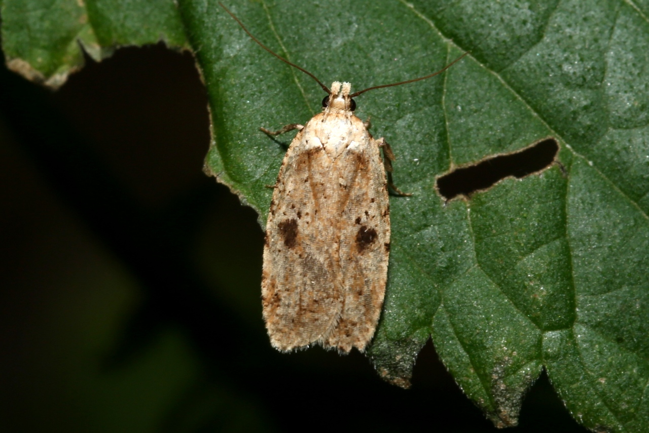 Agonopterix cf arenella