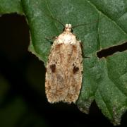 Agonopterix cf arenella