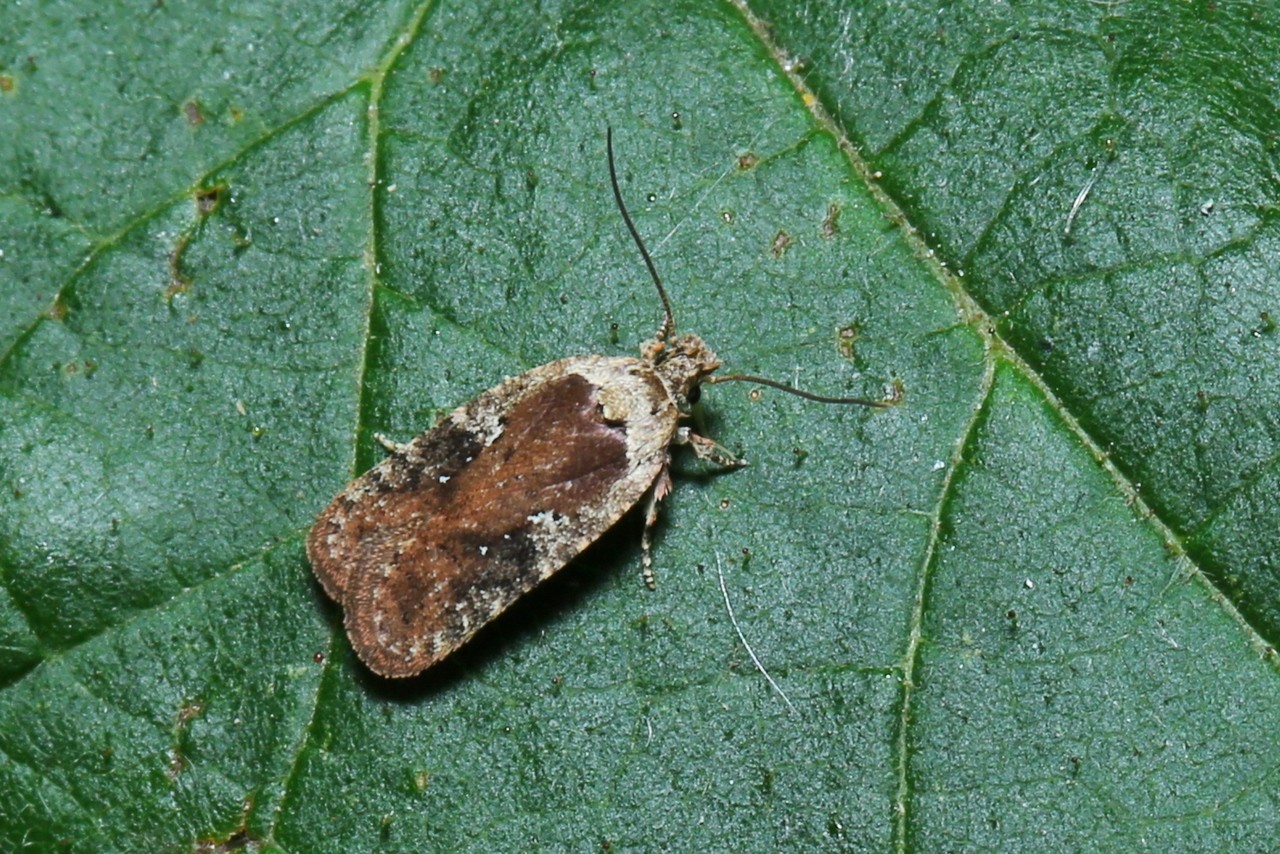 Agonopterix purpurea (Haworth, 1811)